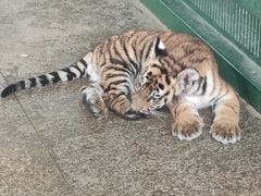 -秦皇岛野生动物园