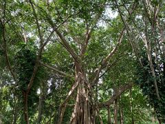 -中国科学院西双版纳热带植物园