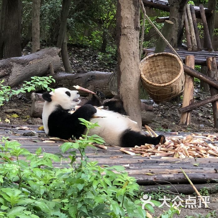 大熊貓繁育研究基地圖片-北京動物園-大眾點評網