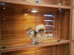 -猫十亿·布偶金渐层·曼基康矮脚猫舍(青年路店)