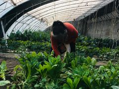 -大自然农场蔬菜草莓采摘园