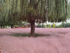 -羊亭河湿地公园