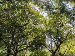 -燕晗山郊野公园