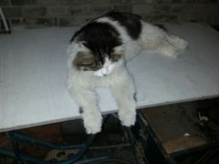 android_upload_pic-Sirena海妖日咖夜酒