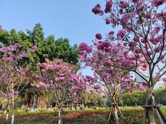 -狐尾山公园