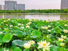 -陈家山荷花公园