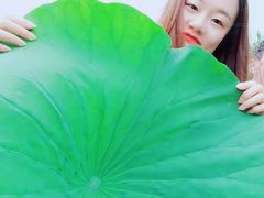-白洋淀景区