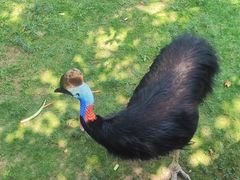 -西霞口神雕山野生动物世界