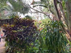 -海南热带野生动植物园