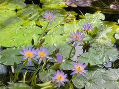 -国家植物园南园