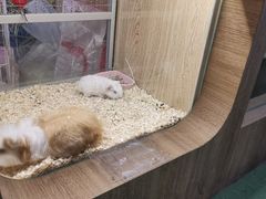 -藦茜花园宠物主题亲子互动体验馆(国顺东路店)