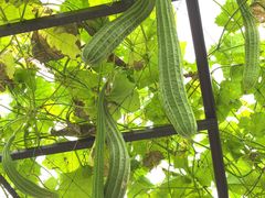 -中国天府农业博览园