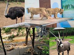 -大连森林动物园