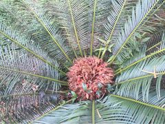 商户图片-南宁良凤江国家森林公园