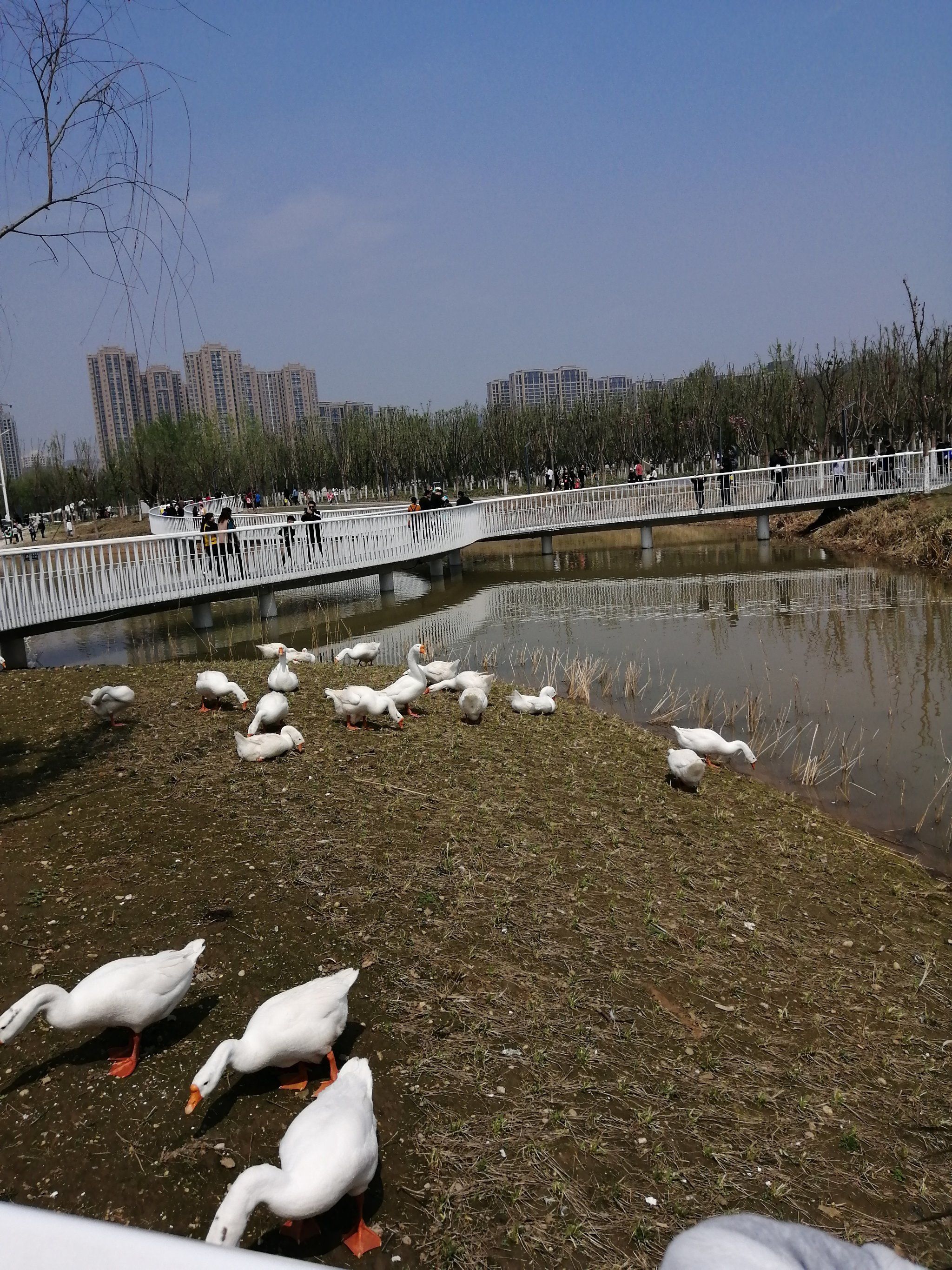 春天的樊川公园
