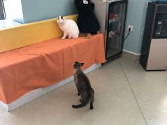 -纳吉亚猫专科动物医院·北北分院