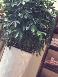 -onE Nice造型