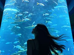 -合肥海洋世界