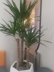 -YESIDO BLACK椰岛造型