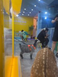 -神奇动物撸宠馆·羊驼·小浣熊·异宠(豫园店)
