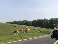 -塞罕坝国家级自然保护区