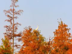 -白鹭湾湿地公园