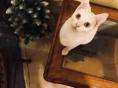 -猫色咖啡·猫咖