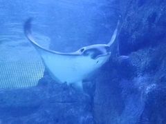 -江和美海洋公园