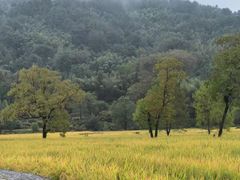 -塔川景区
