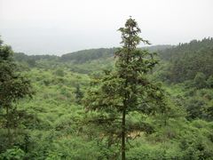 -铁山坪森林公园