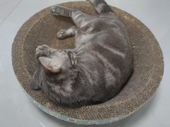 -猫大福·Fortune Cat猫舍(百子湾店)