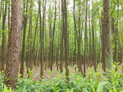 -上海共青森林公园