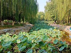 -丰台科技园生态主题公园