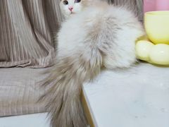 -屋虎猫馆(宝安大仟里店)