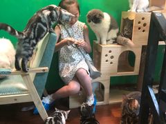 -李小姐の猫咖啡馆(五角场店)