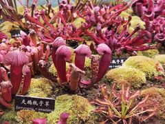 -中国科学院西双版纳热带植物园