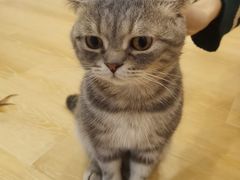 -猫咪派对(江南西店)