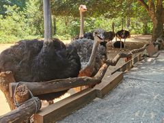 -海南热带野生动植物园