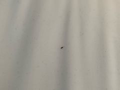 -上海佘山世茂艾美酒店