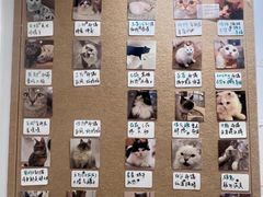 -楼上猫咖(罗湖店)