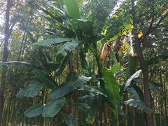 -眉山湿地公园(东坡区)