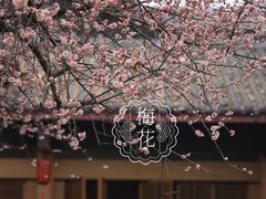 -青羊宫