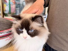 -平行世界·猫咖(首经贸店)