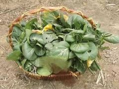 -随意茶庄·地道杭帮农家菜(梅家坞店)