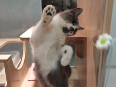 -BABIT巴比特宠物(MOMOPARK店)