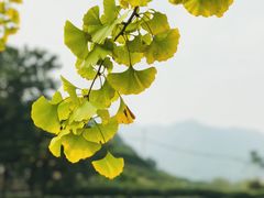 -听风阁农家私房菜茶楼(龙坞店)