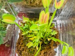 -秦美花卉(天朗·莱茵小城2期店)