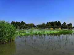 -白洋淀景区