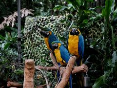 -广州长隆野生动物世界