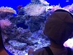 -芜湖新华联大白鲸海洋公园